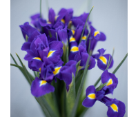Букет из ирисов